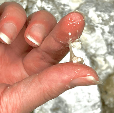 White Copal (Copal Blanco) Mexico (Bursera bipinnata)