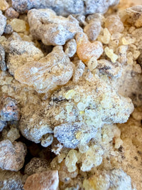 Thumbnail for ⭐️ ULTRA RARE ⭐️ Bullata Frankincense Socotra Island Yemen (Boswellia bullata)