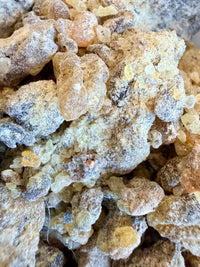 Thumbnail for ⭐️ ULTRA RARE ⭐️ Bullata Frankincense Socotra Island Yemen (Boswellia bullata)