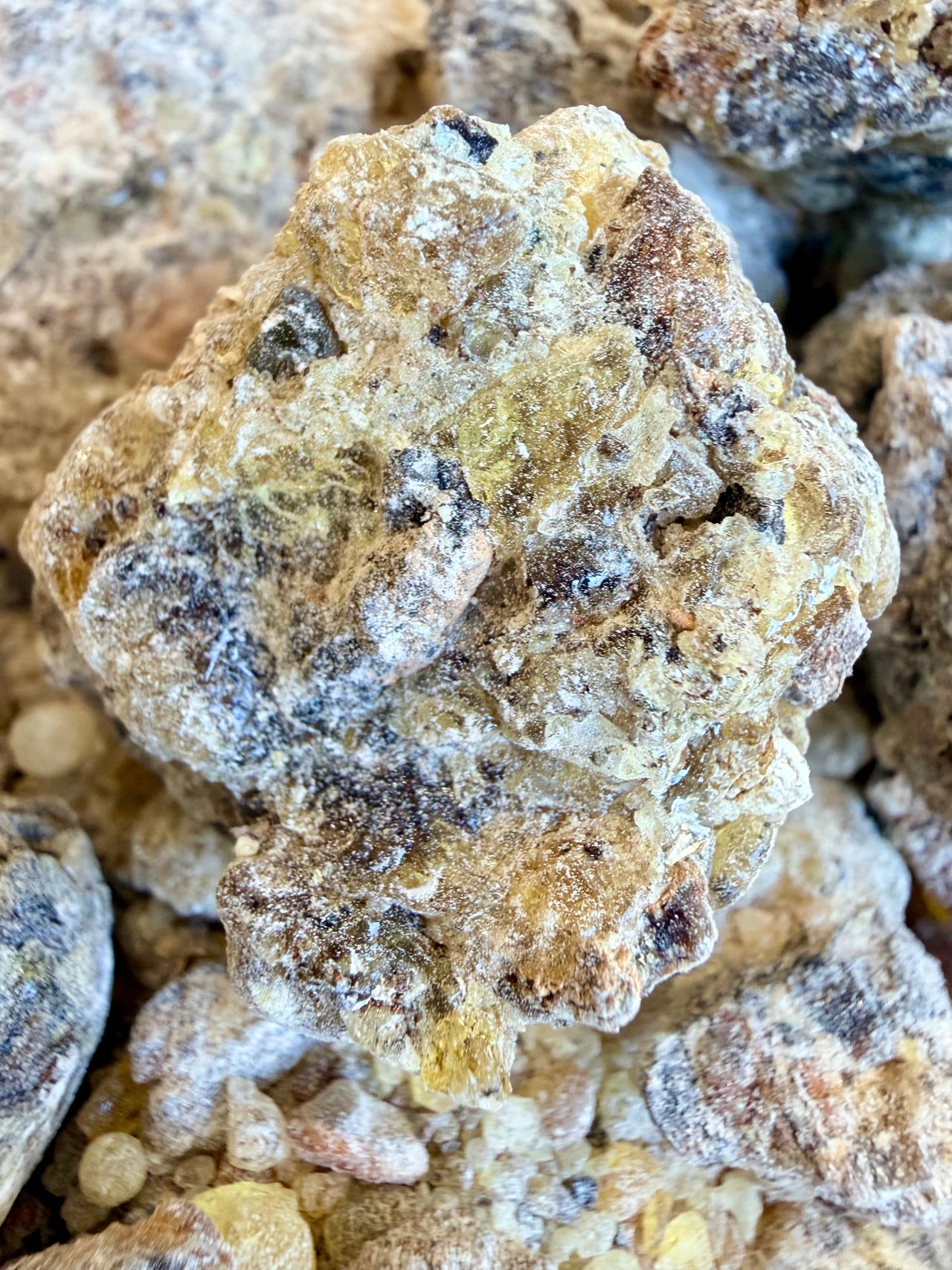 ⭐️ ULTRA RARE ⭐️ Bullata Frankincense Socotra Island Yemen (Boswellia bullata)