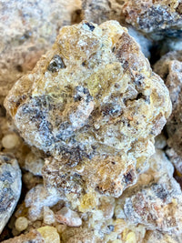 Thumbnail for ⭐️ ULTRA RARE ⭐️ Bullata Frankincense Socotra Island Yemen (Boswellia bullata)