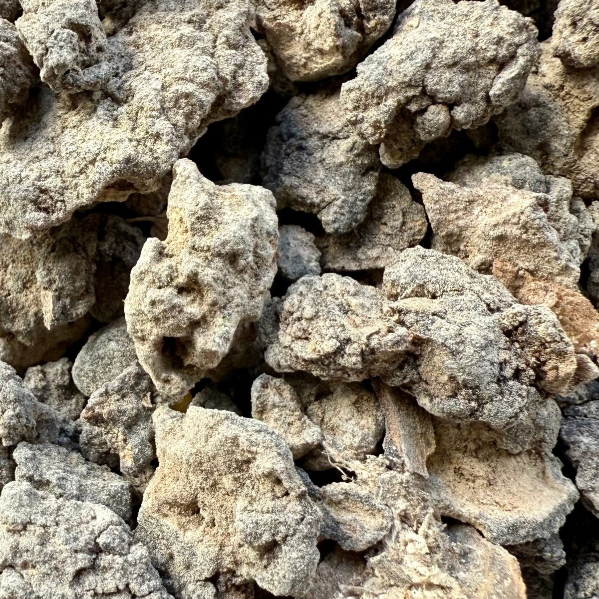 Dakkara Black Neglecta Frankincense Kenya (Boswellia Neglecta)