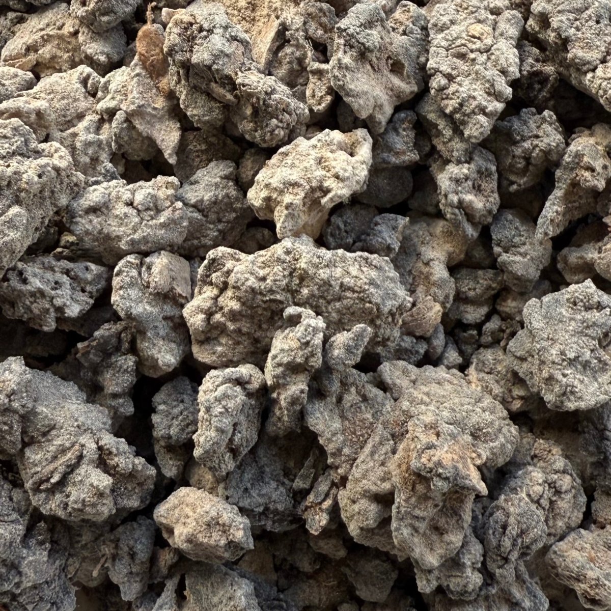 Dakkara Black Neglecta Frankincense Kenya (Boswellia Neglecta)