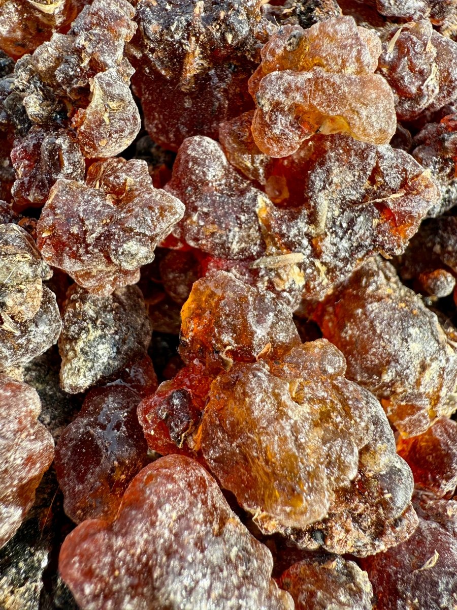 Kua Myrrh Socotra Island Yemen (Commiphora kua)