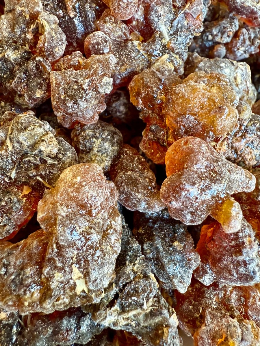 Kua Myrrh Socotra Island Yemen (Commiphora kua)