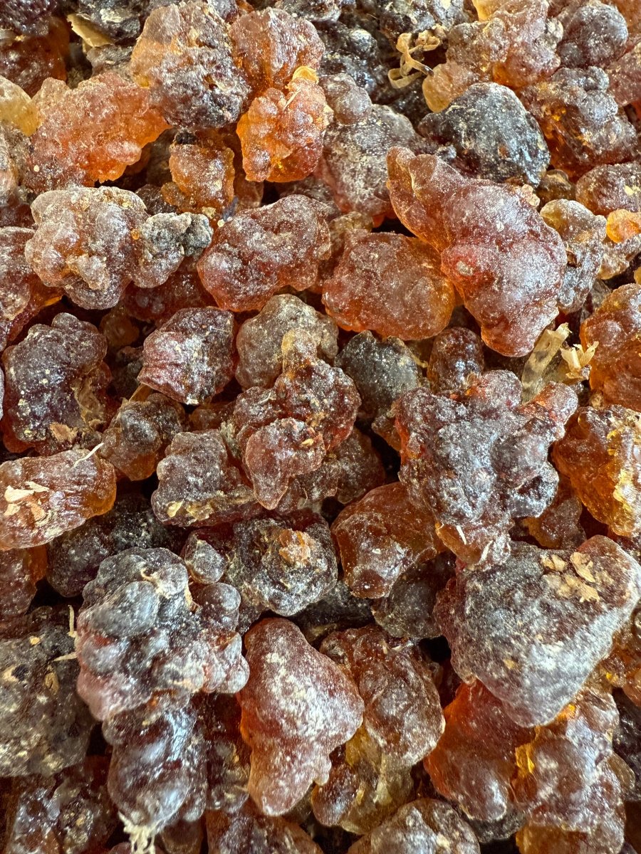 Kua Myrrh Socotra Island Yemen (Commiphora kua)