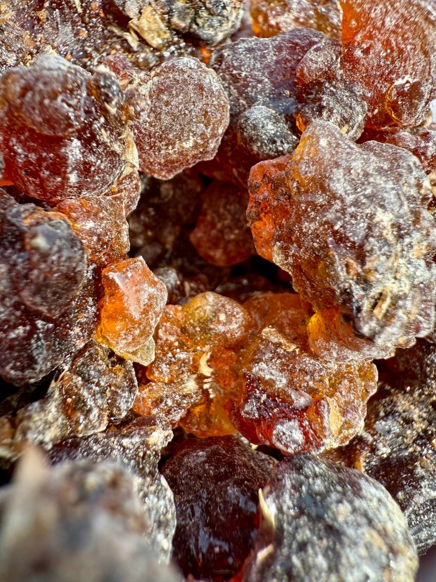 Kua Myrrh Socotra Island Yemen (Commiphora kua)