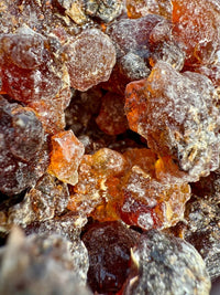 Thumbnail for Kua Myrrh Socotra Island Yemen (Commiphora kua)