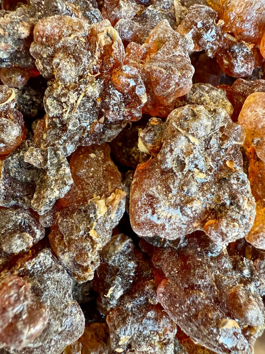 Kua Myrrh Socotra Island Yemen (Commiphora kua)