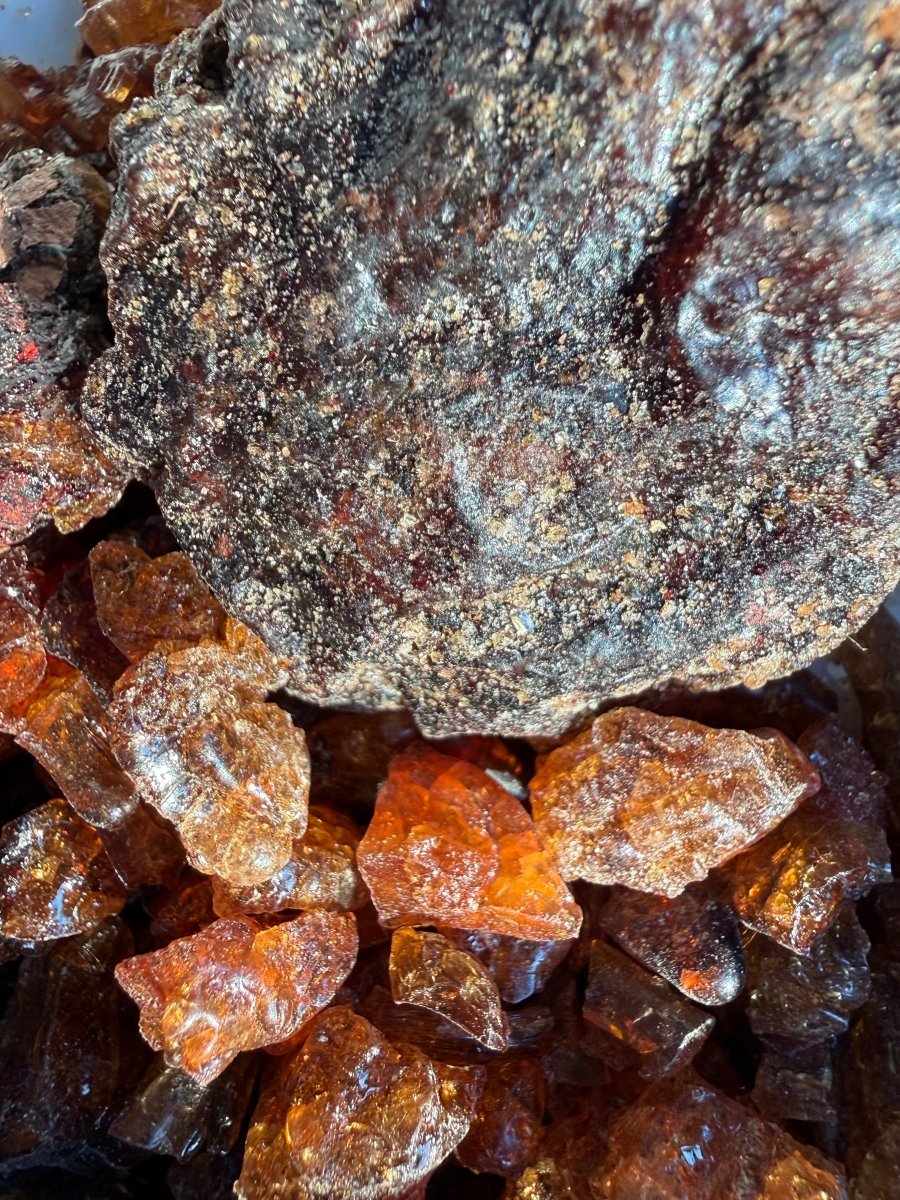 Parvifolia Myrrh Socotra Island Yemen (Commiphora Parvifolia)