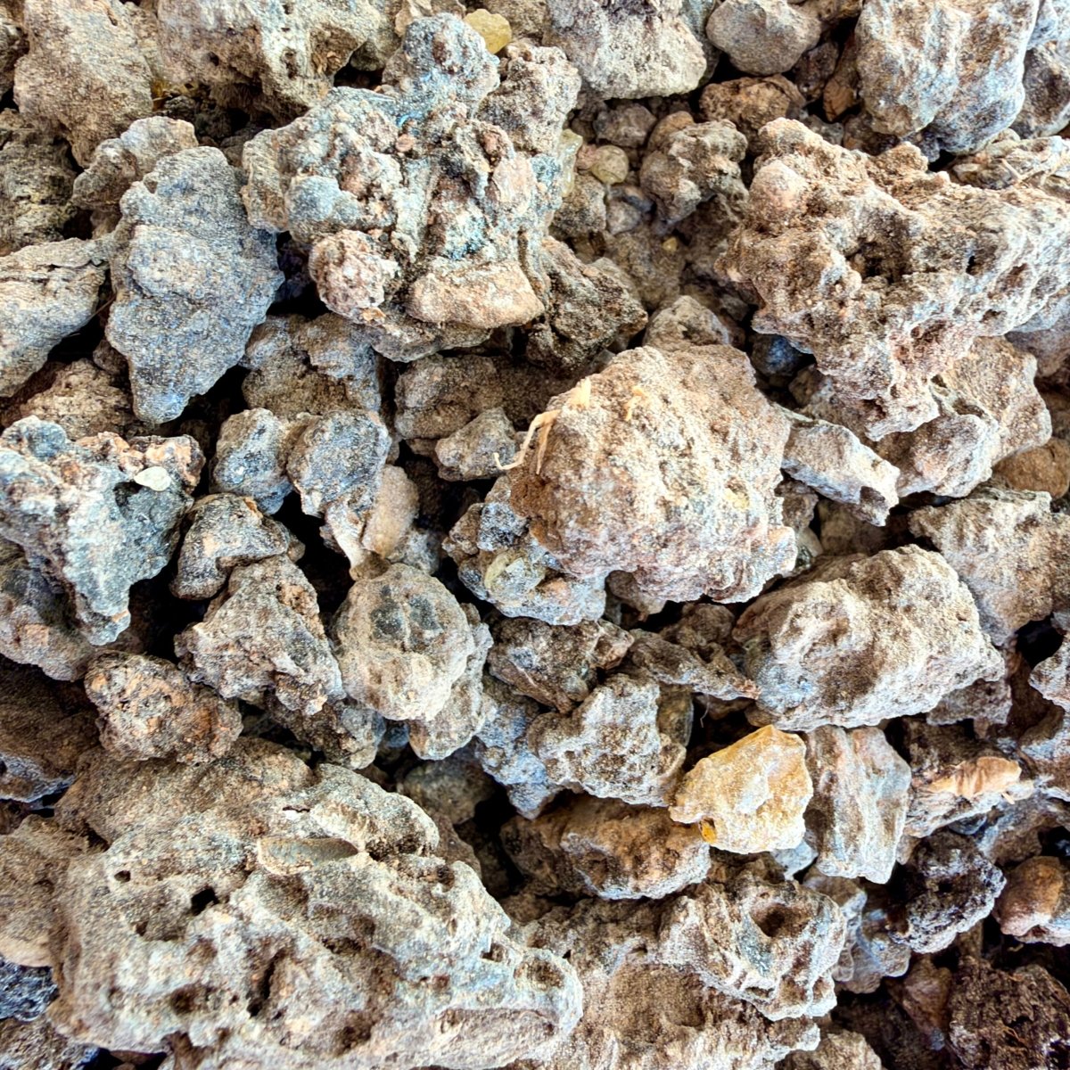 ⭐️ ULTRA RARE ⭐️ Ameero Frankincense Socotra Island Yemen (Boswellia Ameero)