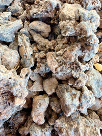 Thumbnail for ⭐️ ULTRA RARE ⭐️ Ameero Frankincense Socotra Island Yemen (Boswellia Ameero)