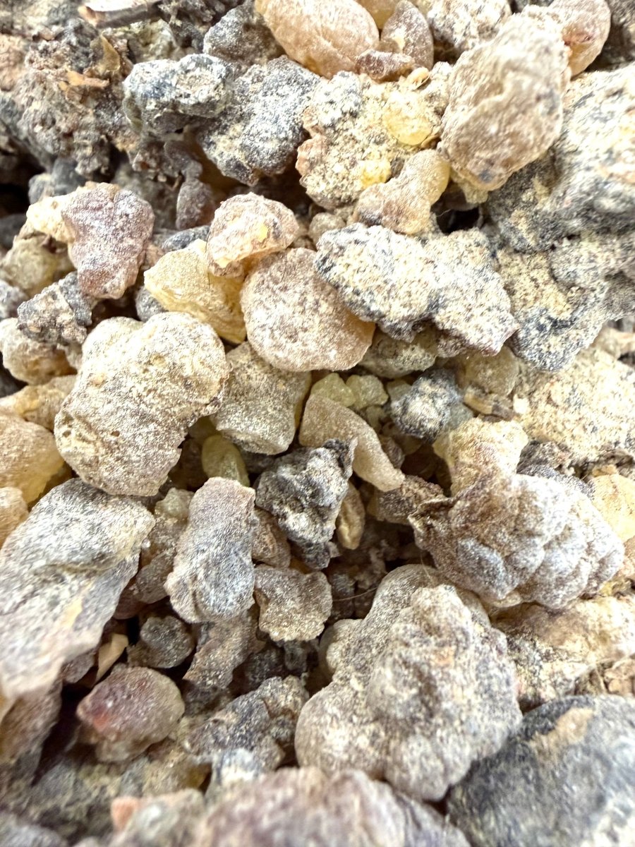 ⭐️ ULTRA RARE ⭐️ Asplenifolia Frankincense Socotra Island Yemen (Boswellia Asplenifolia)