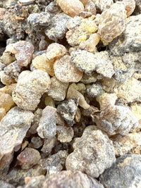 Thumbnail for ⭐️ ULTRA RARE ⭐️ Asplenifolia Frankincense Socotra Island Yemen (Boswellia Asplenifolia)