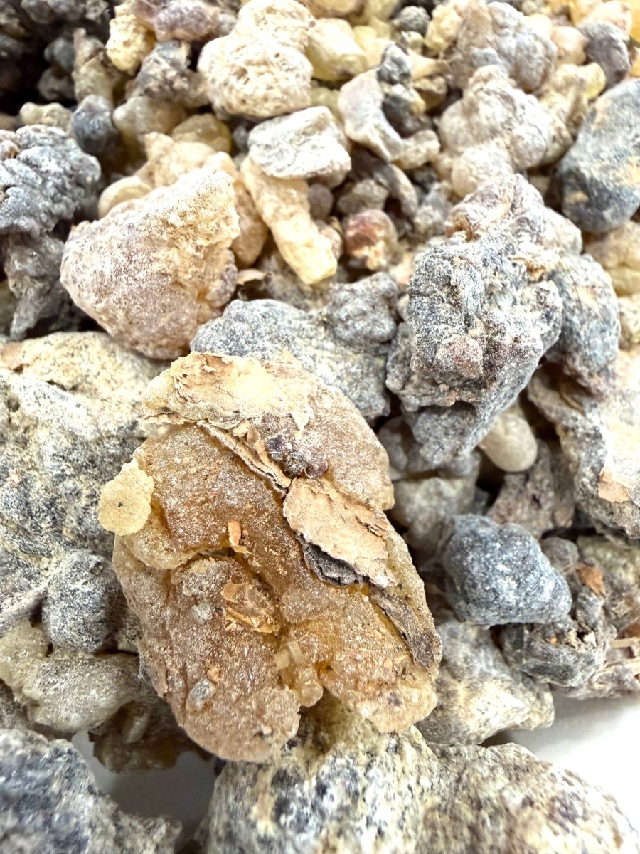 ⭐️ ULTRA RARE ⭐️ Asplenifolia Frankincense Socotra Island Yemen (Boswellia Asplenifolia)