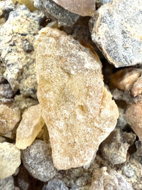 Thumbnail for ⭐️ ULTRA RARE ⭐️ Asplenifolia Frankincense Socotra Island Yemen (Boswellia Asplenifolia)