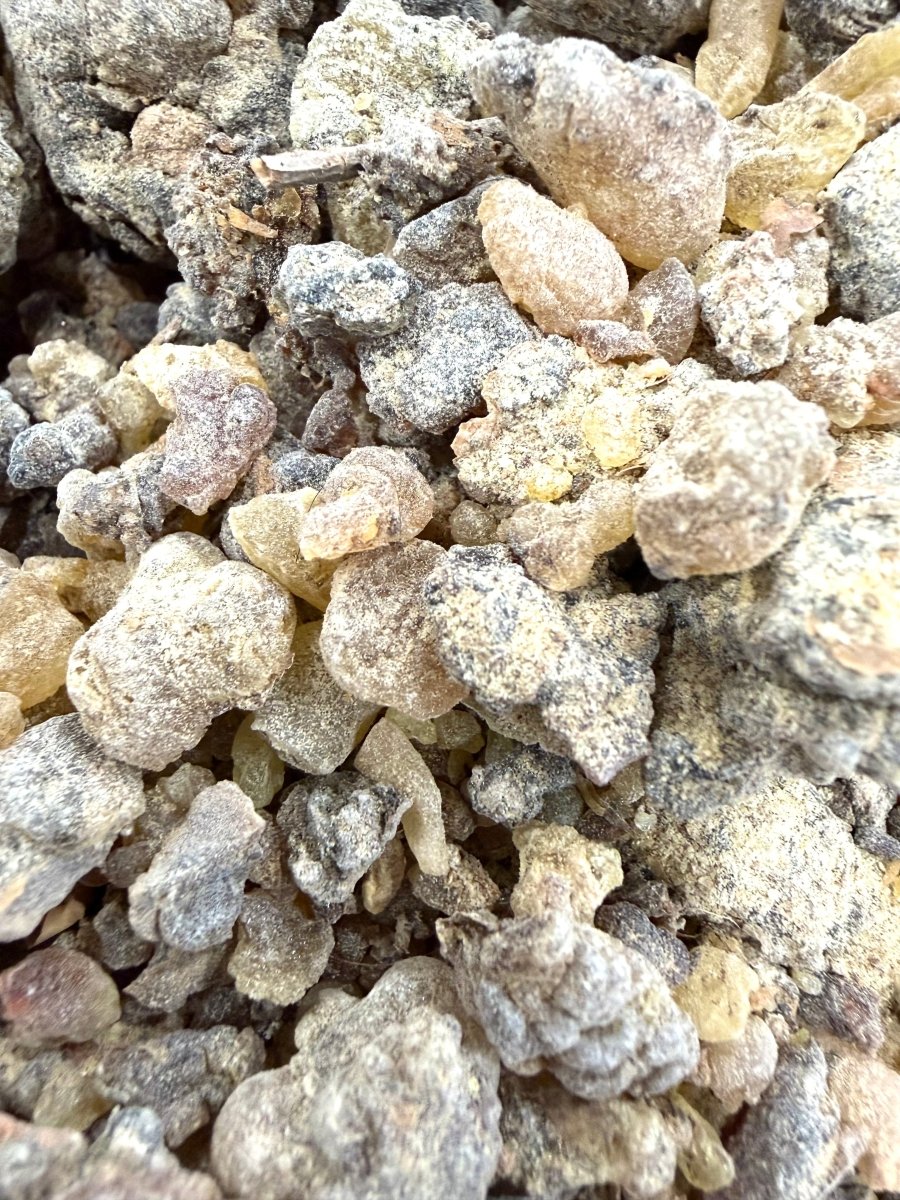 ⭐️ ULTRA RARE ⭐️ Asplenifolia Frankincense Socotra Island Yemen (Boswellia Asplenifolia)