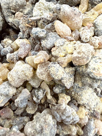 Thumbnail for ⭐️ ULTRA RARE ⭐️ Asplenifolia Frankincense Socotra Island Yemen (Boswellia Asplenifolia)