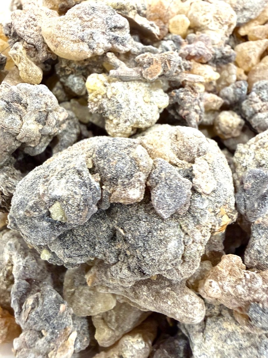 ⭐️ ULTRA RARE ⭐️ Asplenifolia Frankincense Socotra Island Yemen (Boswellia Asplenifolia)