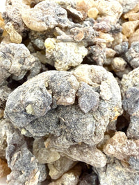 Thumbnail for ⭐️ ULTRA RARE ⭐️ Asplenifolia Frankincense Socotra Island Yemen (Boswellia Asplenifolia)