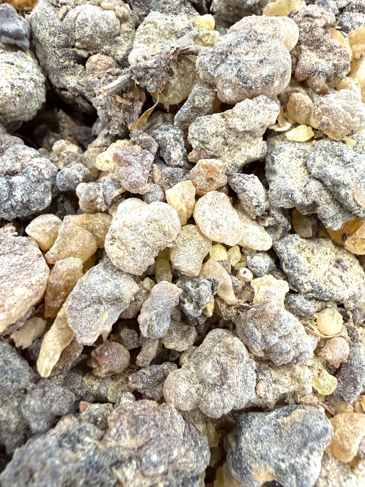 ⭐️ ULTRA RARE ⭐️ Asplenifolia Frankincense Socotra Island Yemen (Boswellia Asplenifolia)